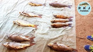 Campaspe Carp Catch at Strathallan carp fishing competition [upl. by Ellehcir]