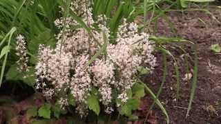 Tiarella cordifolia  Schaumblüte Foam Flower [upl. by Mullac]