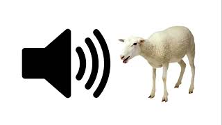 Sheep Baaa  Sound Effect  ProSounds [upl. by Hayifas437]