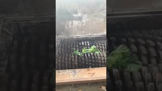 Lettuce shredding machine viralshorts machinery fyp satisfying shredder [upl. by New]