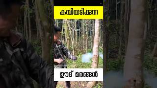 ഊദിന് വേണ്ടി കമ്പിയടിക്കപ്പെടുന്ന മരങ്ങൾ Agarwood tree oud tree malayalam facts short [upl. by Rednaskela]