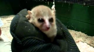 MOUSE LEMURS at DUKE LEMUR CENTER [upl. by Raama]