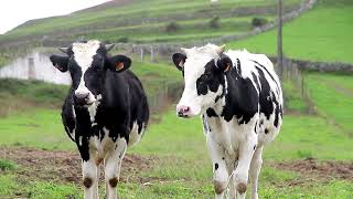 Holstein cow breed • Cow Video [upl. by Ofori]