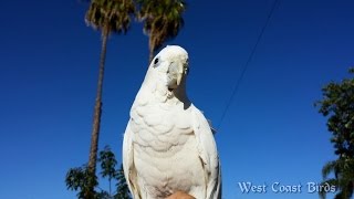 Ducorps Cockatoo Goofing Around [upl. by Denie836]