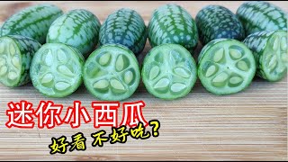 一株能结上百个，原本是装饰性植物，它就是老鼠瓜，也叫墨西哥酸黄瓜 【如何种植拇指西瓜】How to Grow The Worlds Smallest Watermelon [upl. by Ahseined]