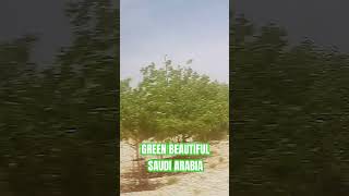 Green Saudi Arabia II Save the Planet II Plant more Trees safetyfirst safetyforlife safetyatwork [upl. by Arden]