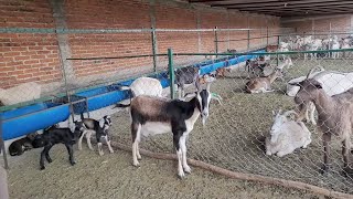 chivos cabritos🐐🐐 tamaños y el proseso de venta [upl. by Burwell330]