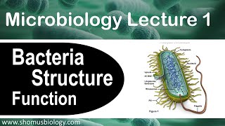 Microbiology lecture 1  Bacteria structure and function [upl. by Essirahs]