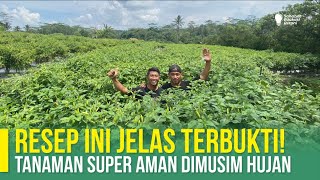 BAKTERI DAN JAMUR AUTO PERGI‼ TANAMAN SEHAT BEBAS PENYAKIT  BUAH SUPER LEBAT [upl. by Ahtram497]