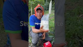 Aplica melaza y sal industrial para cuaje la floración del aguacate 🥑 [upl. by Sadowski]