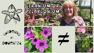 Geranium or Pelargonium  What Is the Difference  Quick amp Easy Guide [upl. by Weight]