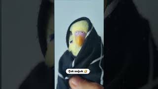 💨🥶🤣reelsinstagram keşfetedüş budgerigars budgerigar parrot pyp [upl. by Kalbli788]