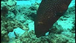 Coral grouper gesturing to a moray [upl. by Idnym]