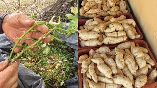 NOVO MÉTODO DE PLANTAR BATATA DOCE INCRÍVEL [upl. by Canning]