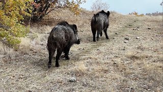 HAVADAN KARADAN TAKİP PEŞLERİNDEYİZWİLD BOAR HUNTİNG PERFECT WONDERFUL [upl. by Cirtap]