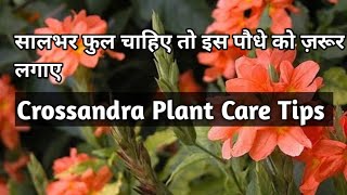 Crossandra Plant Care TipsAboliFirecracker plant [upl. by Eenattirb]