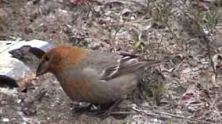 TALLBIT Pine Grosbeak Pinicola enucleator Klipp  193 [upl. by Alidia785]