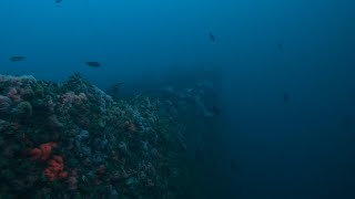 Dive the ancient sea cliff and kelp forest of Point Loma San Diego [upl. by Xet]