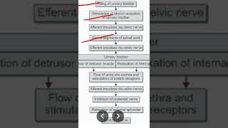 Micturition reflex [upl. by Barboza538]