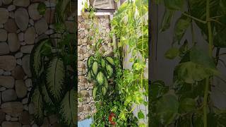 money plant caremoneyplant🪴 indoorplants☘️ plantlovers🪴 shortsyoutubeshorts [upl. by Carlee827]