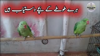 Green Ringneck Parrot Baby Price In Pakistan 2024Baby Parrot Price In KarachiGlobal Birds Lovers [upl. by Lenrad]