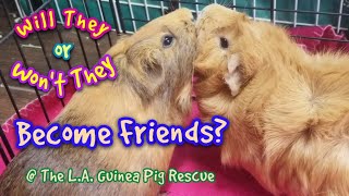 Will They Become Friends Female Guinea Pig Bonding  LA Guinea Pig Rescue [upl. by Chubb]