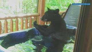 Bear takes a dip in Gatlinburg hot tub [upl. by Darcie]