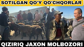 SURXONDARYO QIZIRIQ JAXON MOLBOZORI SOTILGAN QOY QOCHQOR ECHKI ULOQ NARXLARI 20102024 [upl. by Eelahc]