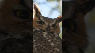 Great horned owl hooting  sound [upl. by Niven]