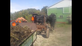 Spreading Manure With 3 Percherons [upl. by Seiter]