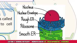 Endoplasmic reticulum Golgi complex amp Lysosomes  الفرقة الاولى المنوفية الاهلية General Histology [upl. by Ericksen453]