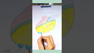 Thalamus Nuclei anatomy thalamus neuroanatomy [upl. by Jessey]