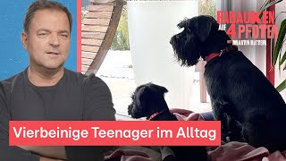 Mittelschnauzer Airedale Terrier und Königspudel mischen die Familien auf  Rabauken auf 4 Pfoten [upl. by Trela]