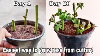 Easiest way to grow rose from cutting How to plant rose from cutting [upl. by Lichtenfeld]