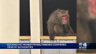 Escaped monkey in South Carolina killed by homeowner officials say [upl. by Leif]