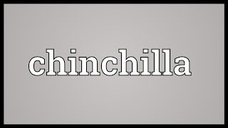 Chinchilla Meaning [upl. by Januisz]