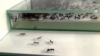 27 07 2013 Camponotus Singularis [upl. by Shirah529]