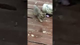 Kitten meow meow to attract mom shortvideo cats pets boxing creepy [upl. by Ronnica]