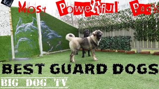 Best guard dogs in the world Cane Corso amp Caucasian Ovcharka [upl. by Elleinad]