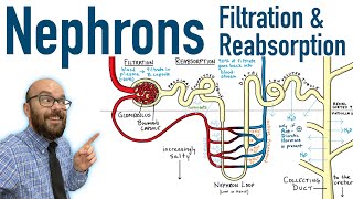 Nephrons  Filtration and Reabsorption Basics [upl. by Seel]