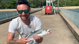 school mackerel FAR NORTH QLD [upl. by Gerson]