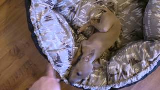 Italian Greyhound Puppy  Pure happiness [upl. by Nide]