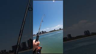 Big flathead lost on the flats fishingaustralia fishing [upl. by Alikee]