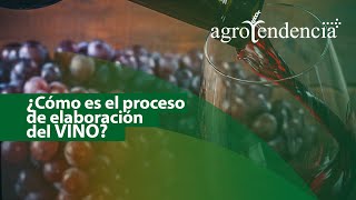 Producción de vino  ¿CÓMO SE PROCESAN LAS UVAS EN LA VINICULTURA [upl. by Renny]