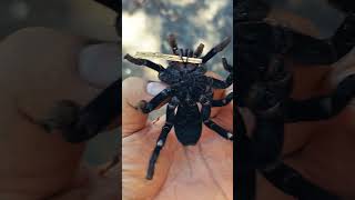 Giant Tarantula អាពីង APING tarantula forest hairyspider GiantTarantula foodie insects [upl. by Eirrot]