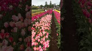 Tulips 🌷 Tesselaar Tulip Festival 💐 Victoria Australia 🇦🇺 [upl. by Mollee]