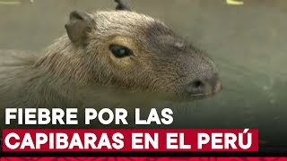 Conoce al capibara Wilson uno de los animales más visitados del Parque de Las Leyendas [upl. by Oinolopa87]