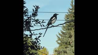 Black Billed Magpie [upl. by Eiramit]