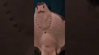 Stingray stings fish funnyvideo [upl. by Duahsar]