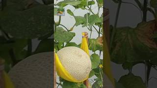 🍃🍈Heres how you grow cantaloupes at home shorts trending funny comedy [upl. by Sucramraj]